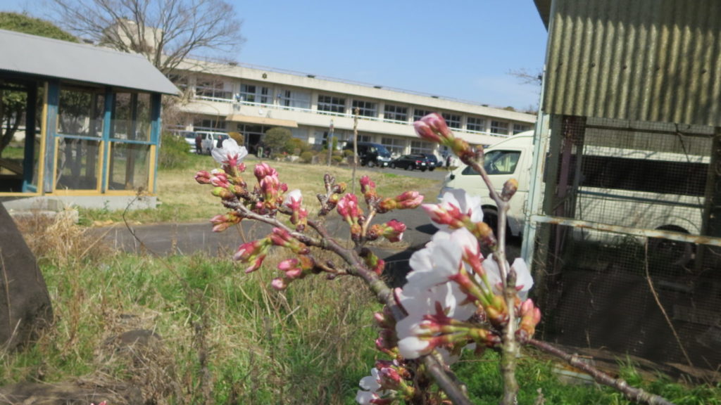 いろいろ撮影できる学校スタジオ・桜の花咲き始めました・2020年3月22日