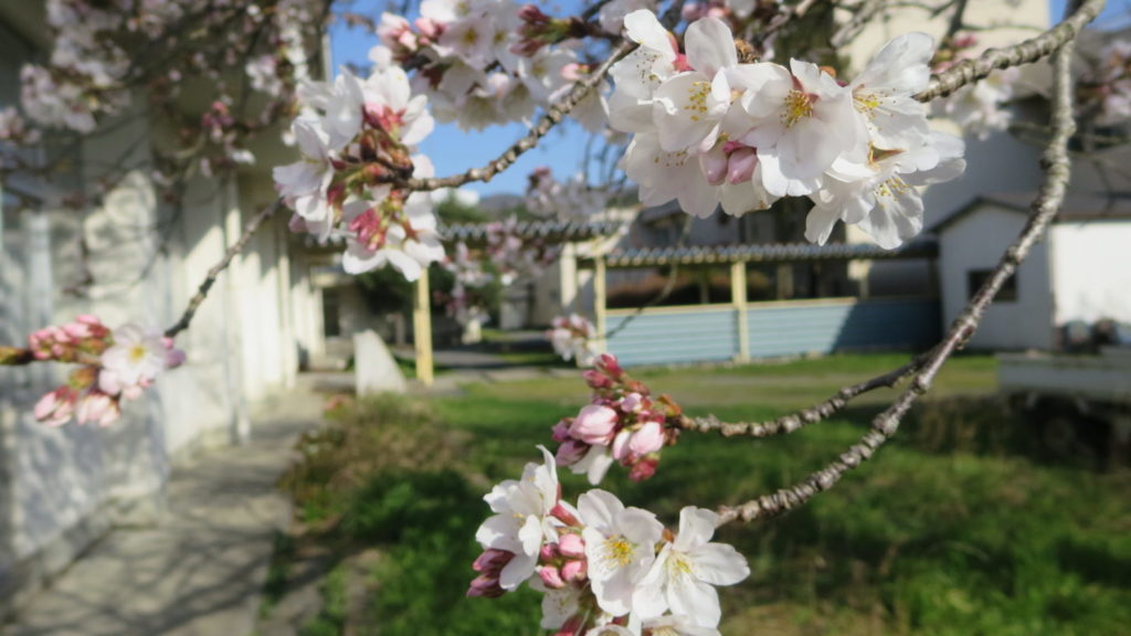 いろいろ撮影できちゃう学校スタジオ・渡り廊下・学校中庭・学校イメージ・桜シーズン・春のイメージ