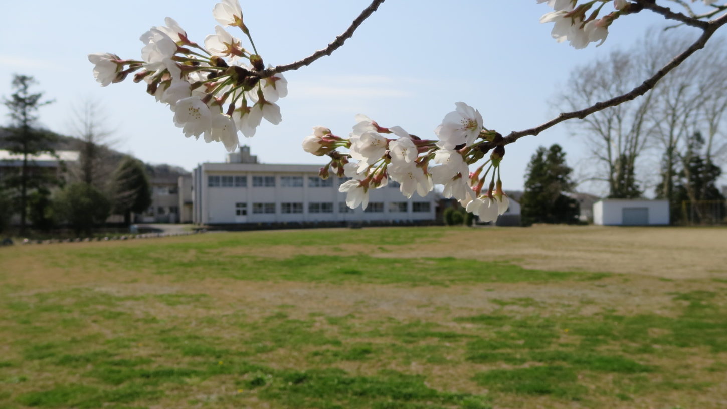 いろいろ撮影できちゃう学校スタジオで撮影・第2校舎・春・桜咲く・校庭から