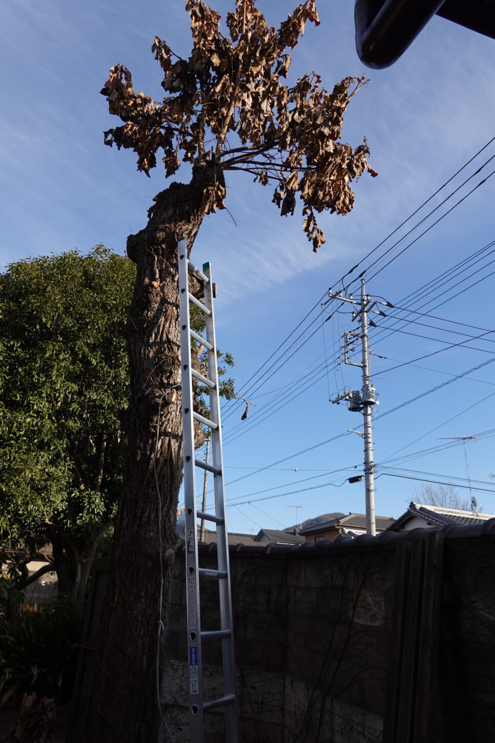 登録有形文化財橋本旅館スタジオ・柏の木・脚立。はしご4メートル20センチ購入・伐採