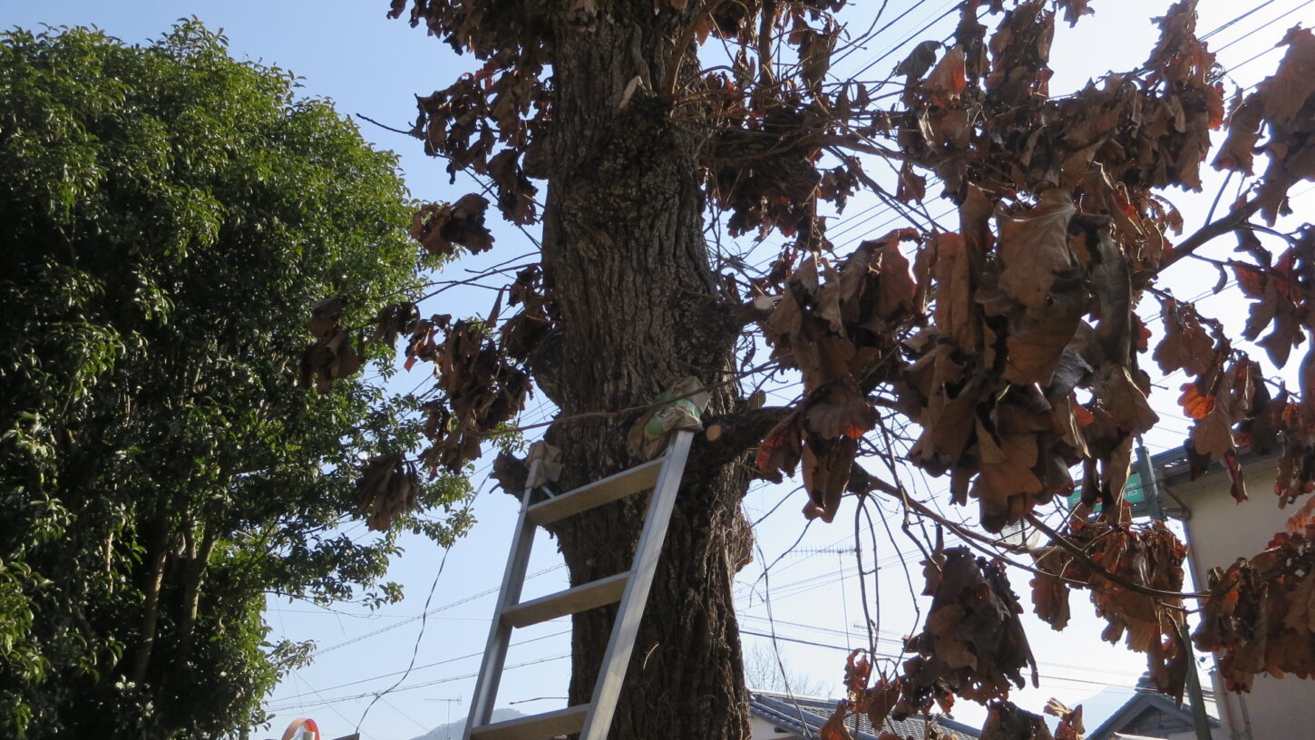 登録有形文化財橋本旅館スタジオ・庭の枝切‣木の伐採・