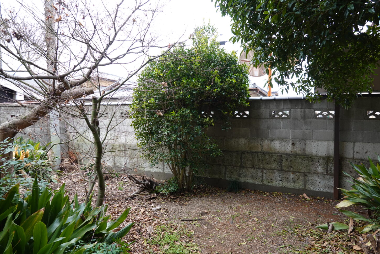 登録有形文化財橋本スタジオの庭の木が敷地からはみ出し道路に