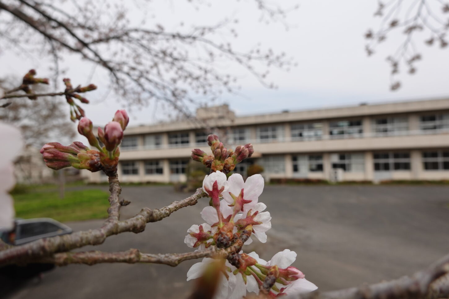 2021年3月25日の学校スタジオの桜咲く・桜と学校イメージ