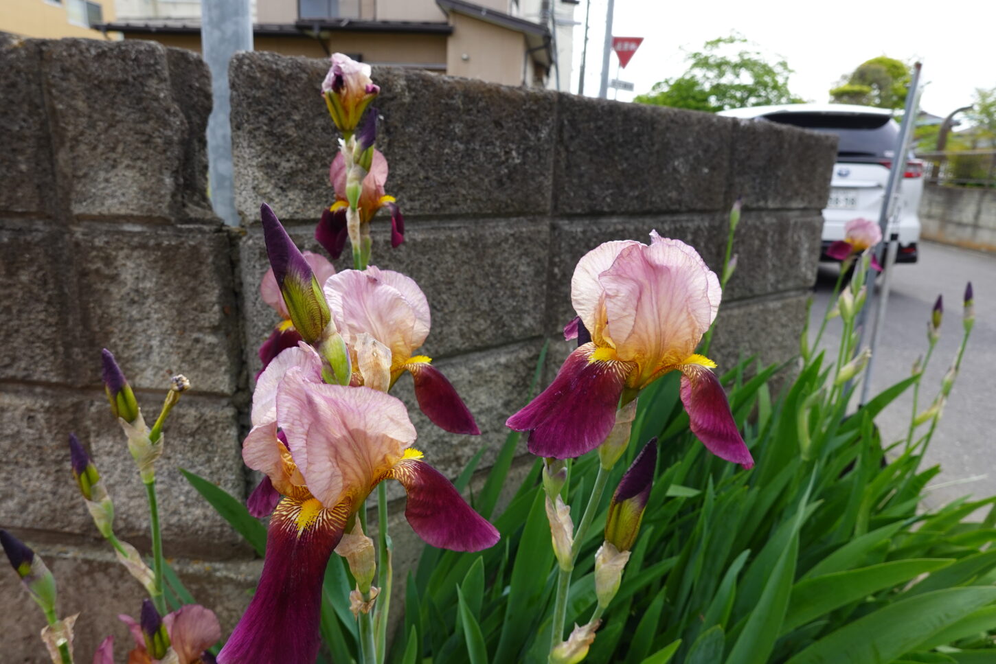 昭和でレトロなアパートスタジオ・入り口通路・アヤメの花・咲いてます