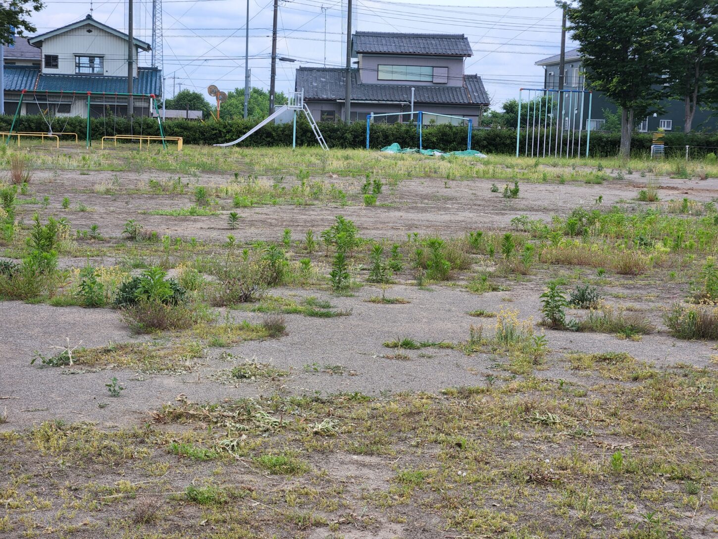 行田学校スタジオの校庭の草刈り