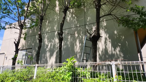 行田学校スタジオ、外にはみ出したクヌギの木の枝、西側フェンス周り