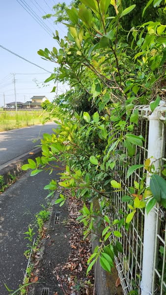 行田学校スタジオ東側フェンス周り・はみ出し枝を伐採・撤去・東京都・埼玉県・千葉県・茨城県・関東圏・CM撮影・映画撮影・ミュージックビデオ撮影・再現ドラマ撮影・コスプレイベント・コスプレ撮影・YouTube撮影・ロケ地・ロケ現場・ハウススタジオ・撮影場所・高校生教室・東京近郊・埼玉県・行田市・レンタルスペース・レンタルスタジオ・ヘッジトリマー・バリカン・電動工具・アトリエミカミ管理運営・メインロケハン・ロケハン・オールスタッフロケハン・下見・ロケ弁・ロケ地・ロケ場所郊・学校名看板撮影・撮影場所・撮影地・アトリエミカミ撮影場所管理物件・学校ロケ場所・学校ロケ地・学校・高校スタジオ・ミュージックビデオ撮影・映画撮影・ドラマ撮影・再現ドラマ撮影・YouTube撮影・コスプレ撮影・レンタルスタジオ・貸しスタジオ・ハウススタジオ・撮影場所・ロケ地・ロケ場所・アトリエミカミ管理運営・メインロケハン・ロケハン・オールスタッフロケハン・下見・ロケ弁・ロケ地・ロケ場所郊・学校名看板撮影・撮影場所・撮影地・アトリエミカミ撮影場所管理物件・学校ロケ場所・学校ロケ地・学校・高校スタジオ・ロケ弁・日本テレビ・TBSテレビ・テレビ東京・テレビ朝日・NHK・フジテレビ・テレビ大阪・東海テレビ・メーテレ・朝日放送・中京テレビ・名古屋テレビ・北河原高等学校