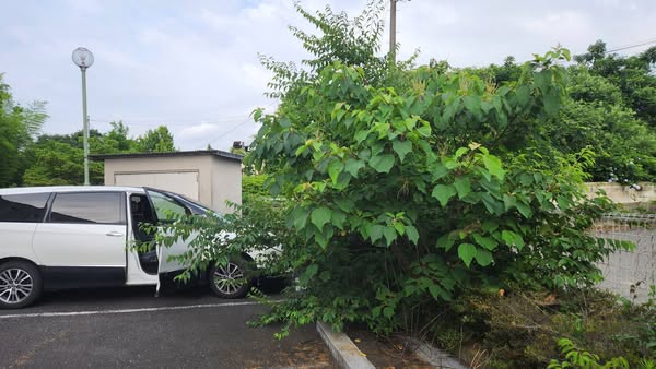 植物・メンテナンンス・木材伐採・電気チエンソー・駐車場・植え込・行田学校スタジオ・東京都・埼玉県・千葉県・茨城県・関東圏・ＣＭ撮影・映画撮影・ミュージックビデオ撮影・再現ドラマ撮影・コスプレイベント・コスプレ撮影・YouTube撮影・ロケ地・ロケ現場・ハウススタジオ・撮影場所・高校生教室・東京近郊・埼玉県・行田市・レンタルスペース・レンタルスタジオ・電動工具・アトリエミカミ管理運営・メインロケハン・ロケハン・オールスタッフロケハン・下見・ロケ弁・ロケ地・ロケ場所郊・学校名看板撮影・撮影場所・撮影地・アトリエミカミ撮影場所管理物件・学校ロケ場所・学校ロケ地・学校・高校スタジオ・映画撮影・ドラマ撮影・再現ドラマ撮影・YouTube撮影・コスプレ撮影・レンタルスタジオ・貸しスタジオ・ハウススタジオ・撮影場所・ロケ地・ロケ場所・アトリエミカミ管理運営・メインロケハン・ロケハン・オールスタッフロケハン・下見・ロケ弁・ロケ地・ロケ場所郊・学校名看板撮影・撮影場所・撮影地・アトリエミカミ撮影場所管理物件・学校ロケ場所・学校ロケ地・学校・高校スタジオ・ロケ弁・日本テレビ・ＴＢＳテレビ・テレビ東京・テレビ朝日・ＮＨＫ・フジテレビ・テレビ大阪・東海テレビ・メーテレ・朝日放送・中京テレビ・名古屋テレビ・北河原高等学校・高校教室み・