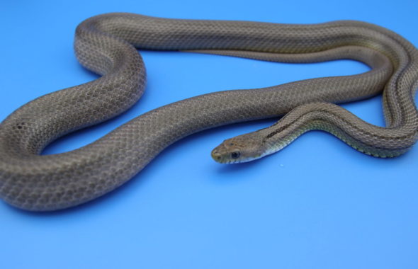 ヘビ・蛇・タレント・モデル・宣材写真・アトリエミカミ所属・撮影動物・撮影
