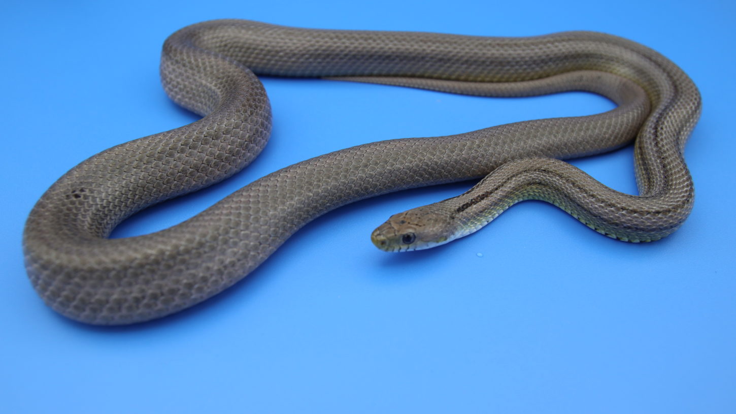 ヘビ・蛇・タレント・モデル・宣材写真・アトリエミカミ所属・撮影動物・撮影