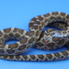 アトリエミカミ所属の蛇タレント・宣材写真・撮影・動物プロダクション・蛇撮影