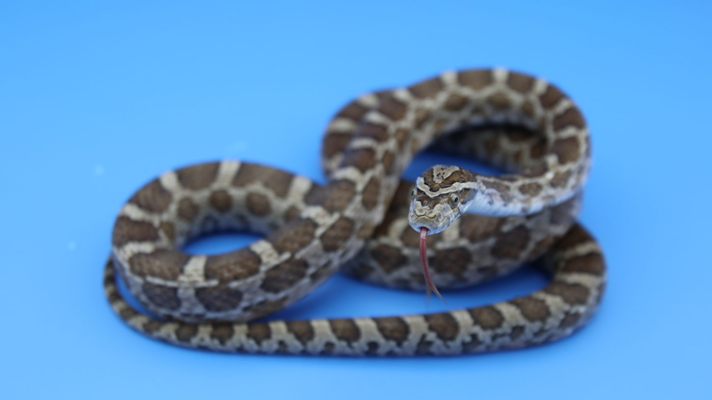アトリエミカミ所属の蛇タレント・宣材写真・撮影・動物プロダクション・蛇撮影