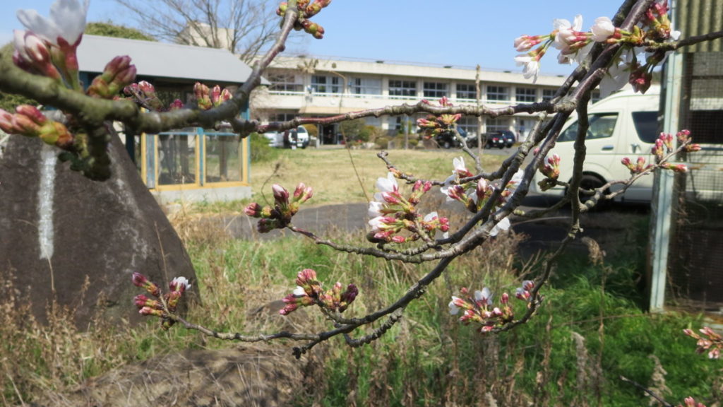いろいろ撮影できる学校スタジオ・桜の花咲き始めました・2020年3月22日