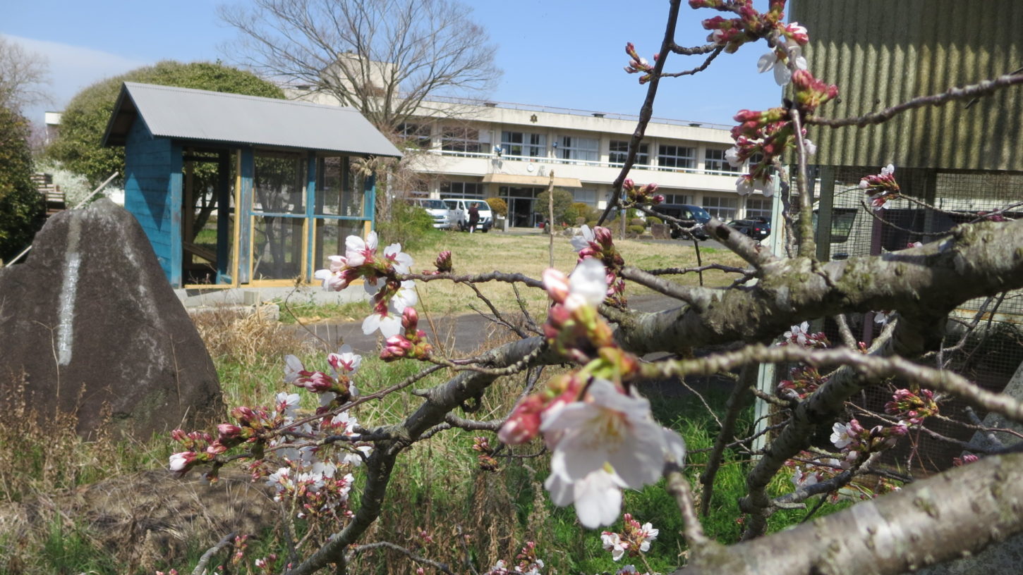 いろいろ撮影できる学校スタジオ・桜の花咲き始めました・2020年3月22日