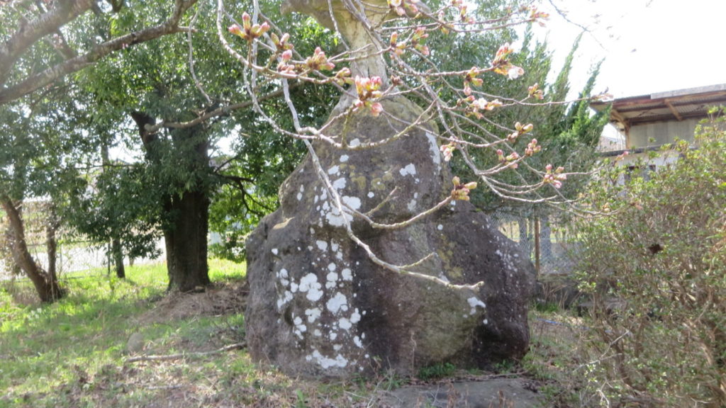 いろいろ撮影できる学校スタジオ・桜の花咲き始めました・2020年3月22日
