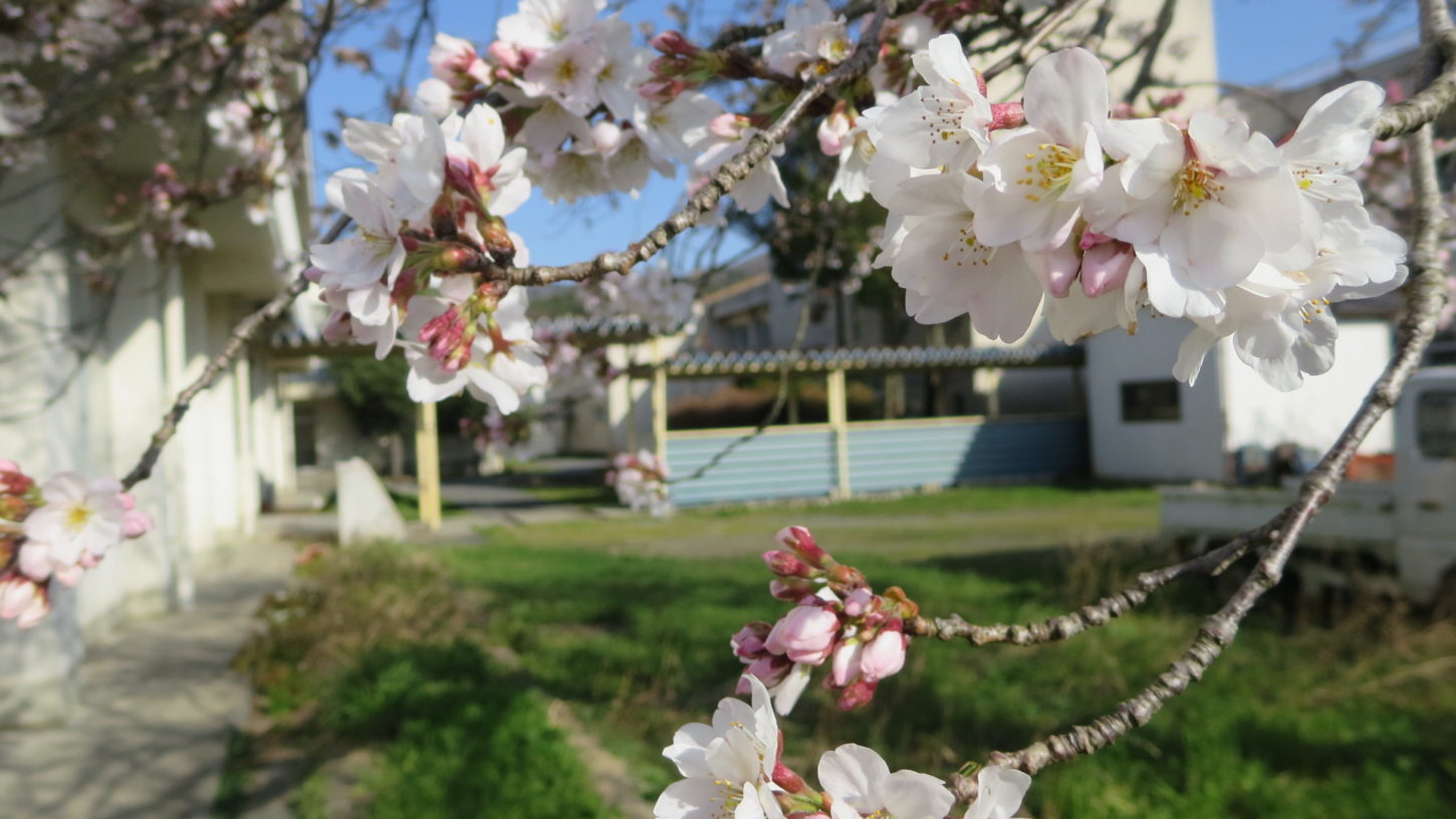 いろいろ撮影できちゃう学校スタジオ・渡り廊下・学校中庭・学校イメージ・桜シーズン・春のイメージ