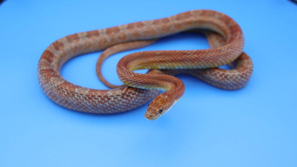 アトリエミカミの蛇タレント・蛇モデル・撮影動物・所属・動物プロダクション・へびの撮影