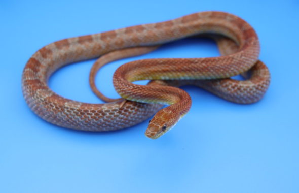 アトリエミカミの蛇タレント・蛇モデル・撮影動物・所属・動物プロダクション・へびの撮影
