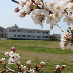 いろいろ撮影できちゃう学校スタジオで撮影・第2校舎・春・桜咲く・校庭から