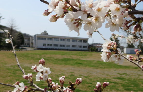 いろいろ撮影できちゃう学校スタジオで撮影・第2校舎・春・桜咲く・校庭から