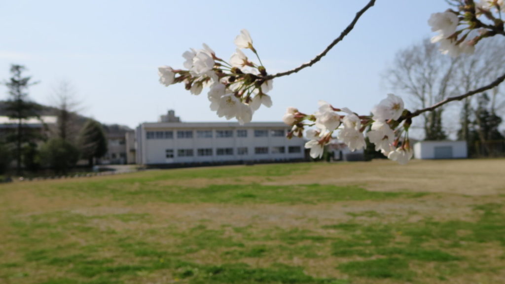 いろいろ撮影できちゃう学校スタジオで撮影・第2校舎・春・桜咲く・校庭から