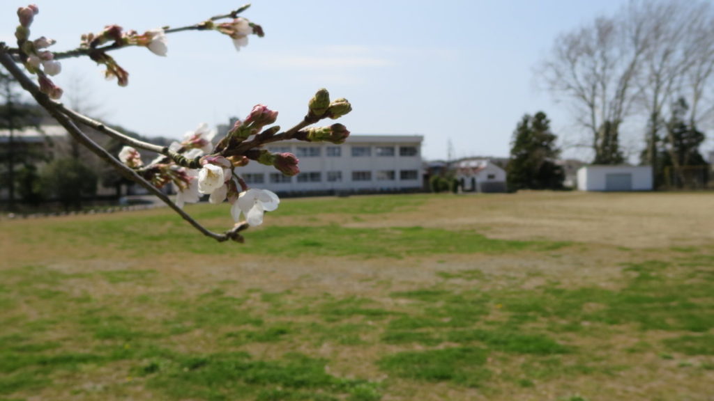 いろいろ撮影できちゃう学校スタジオで撮影・第2校舎・春・桜咲く・校庭から
