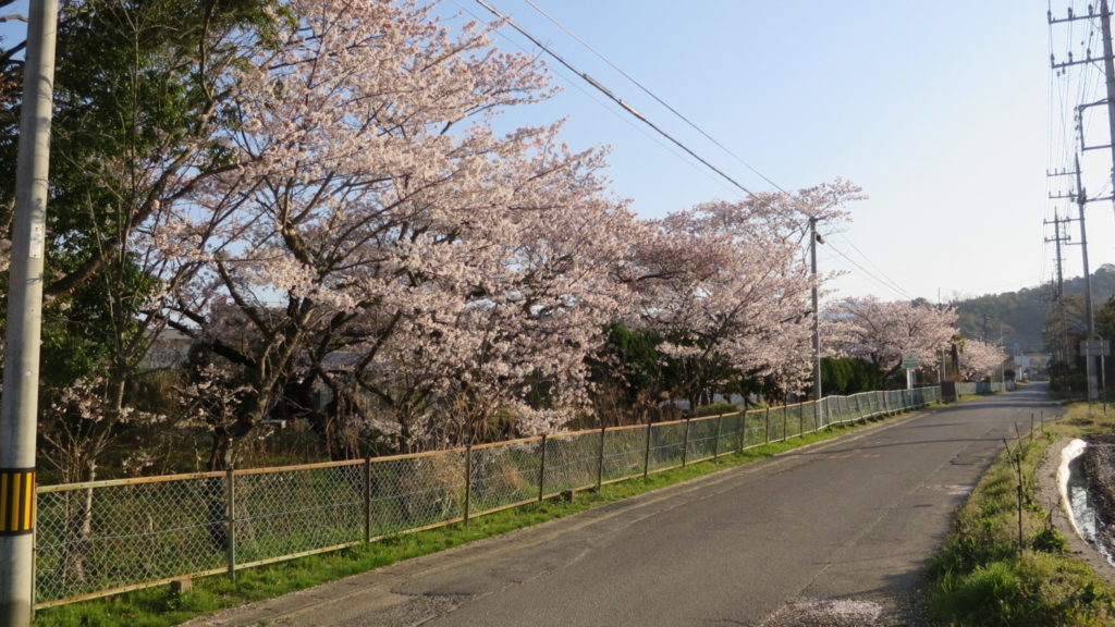 いろいろ撮影できちゃう学校スタジオ・桜・春・桜イメージ・学校前道路・通学路