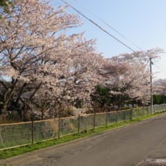 いろいろ撮影できちゃう学校スタジオ・桜・春・桜イメージ・学校前道路・通学路