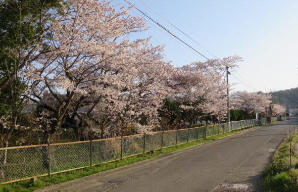いろいろ撮影できちゃう学校スタジオ・桜・春・桜イメージ・学校前道路・通学路