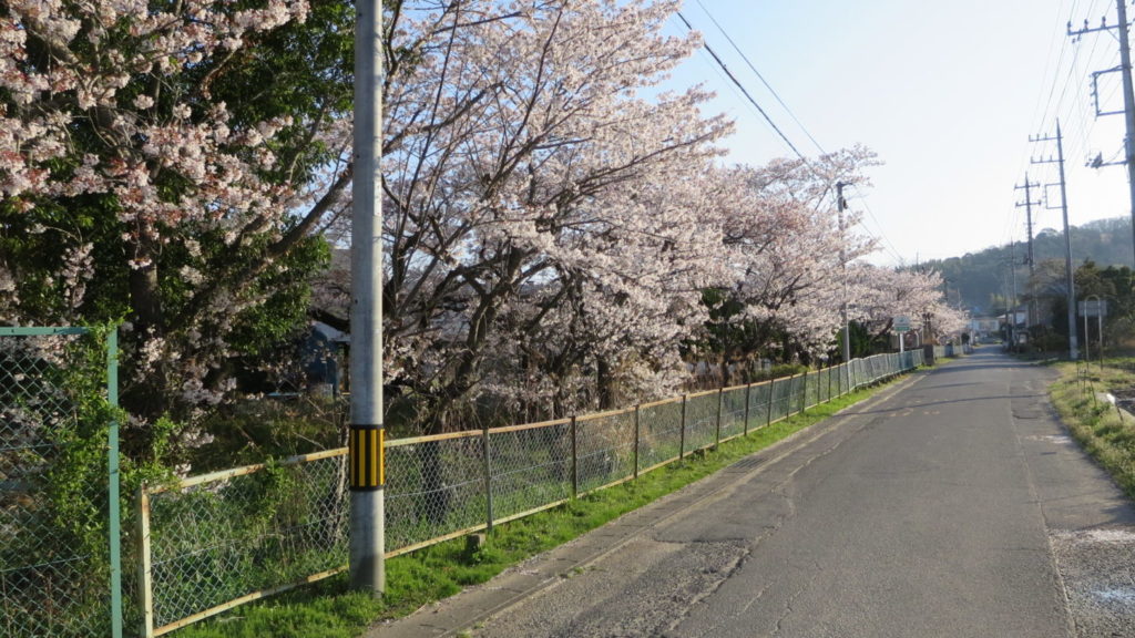 いろいろ撮影できちゃう学校スタジオ・桜・春・桜イメージ・学校前道路・通学路