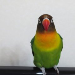 アトリエミカミの動物プロの仕事・鳥・インコ・撮影・プレゼン・テスト撮影