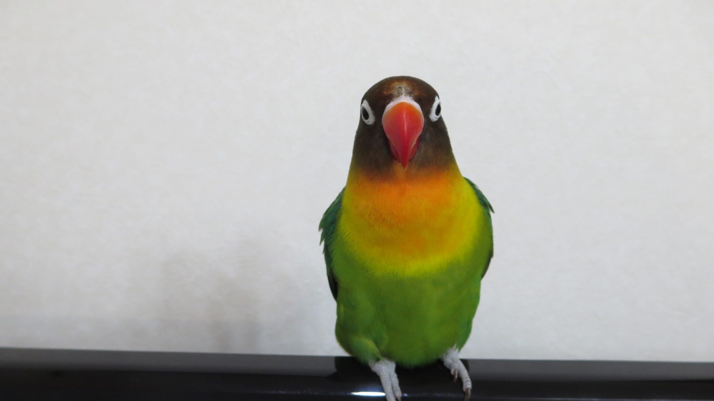 アトリエミカミの動物プロの仕事・鳥・インコ・撮影・プレゼン・テスト撮影