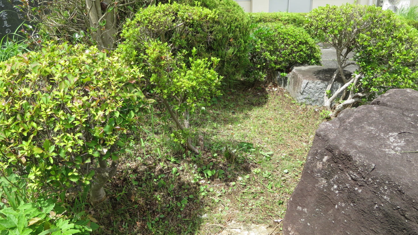 いろいろ撮影できる学校スタジオの正面入り口前の植え込み・雑草駆除