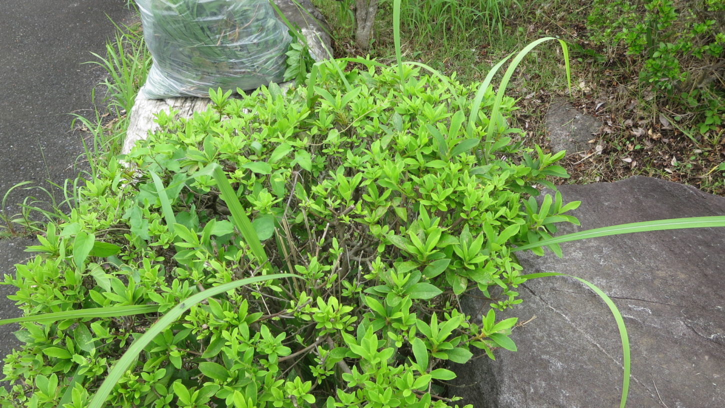 いろいろ撮影できる学校スタジオの正面入り口前の植え込み・雑草駆除