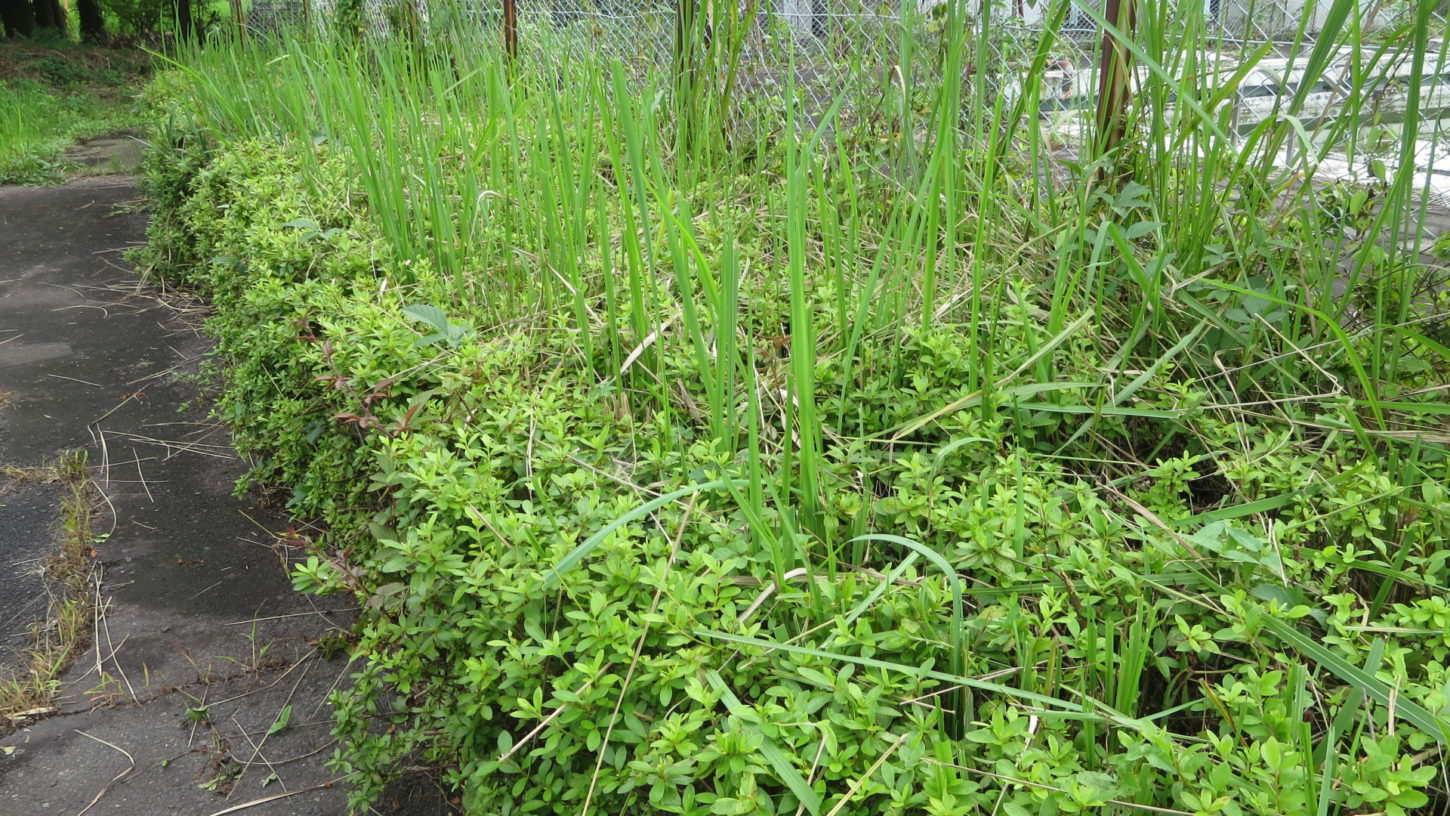 いろいろ撮影できる学校スタジオ・プール脇の道・草刈・植え込みをバリカン・整備