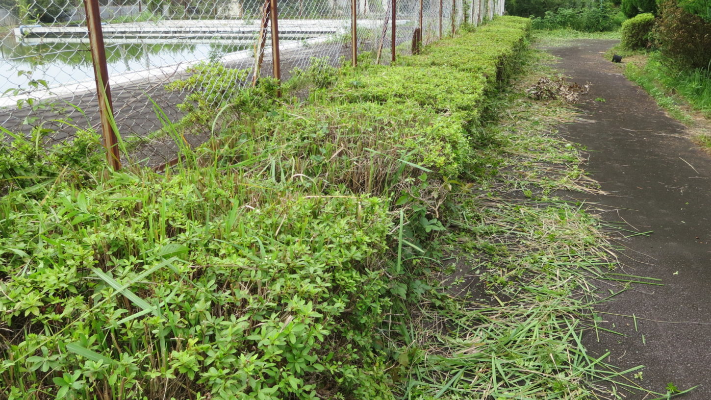 いろいろ撮影できる学校スタジオ・プール脇の道・草刈・植え込みをバリカン・整備