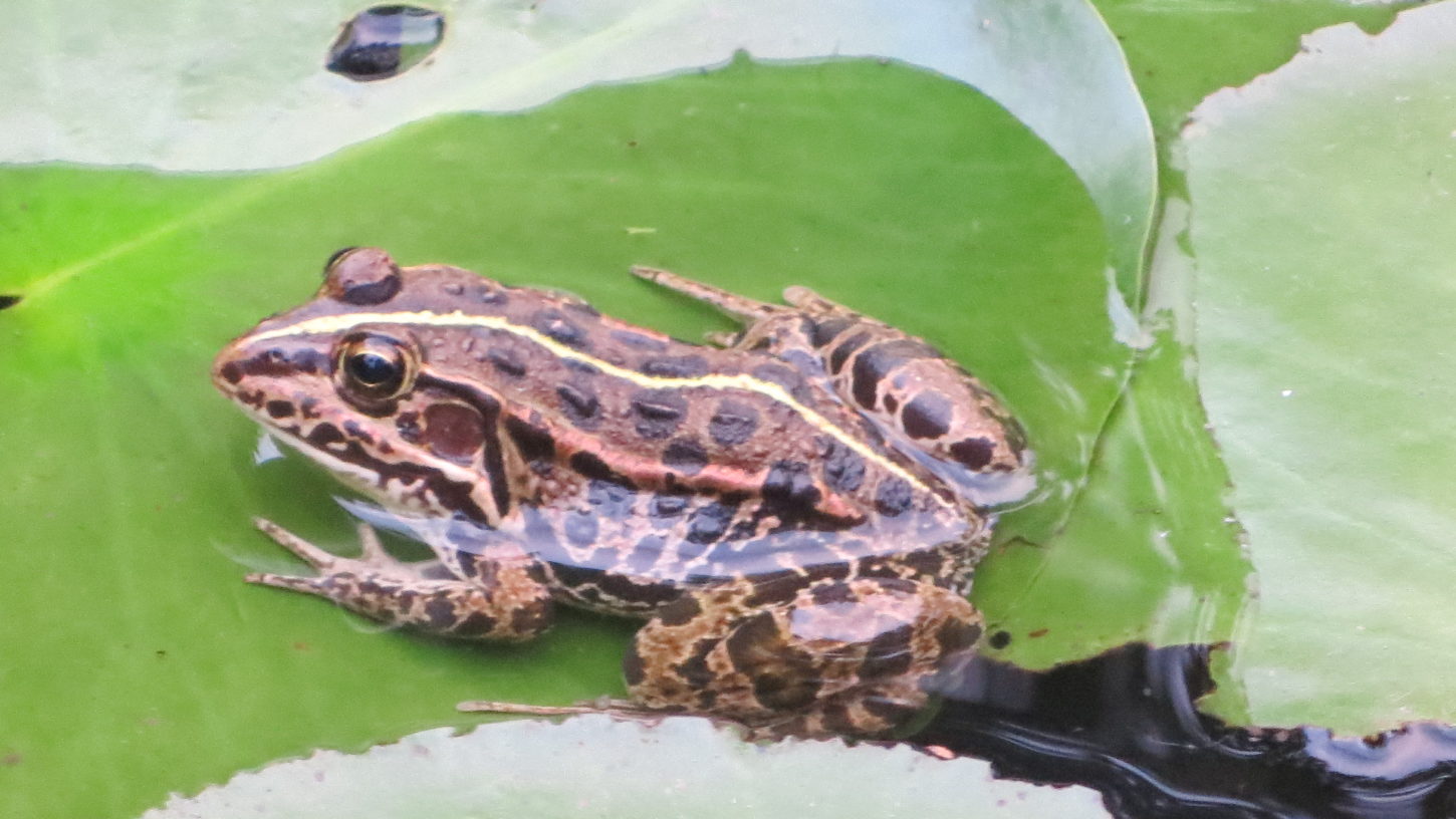 トウキョウダルマカエル・いろいろ撮影できちゃう学校スタジオ・池・庭・