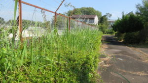 いろいろ撮影できる学校スタジオ・プール脇の植え込み・バリカンで調整