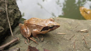 ヤマアカガエル・いろいろ撮影できる学校スタジオ・池・生息・生物・アトリエミカミのハウススタジオ