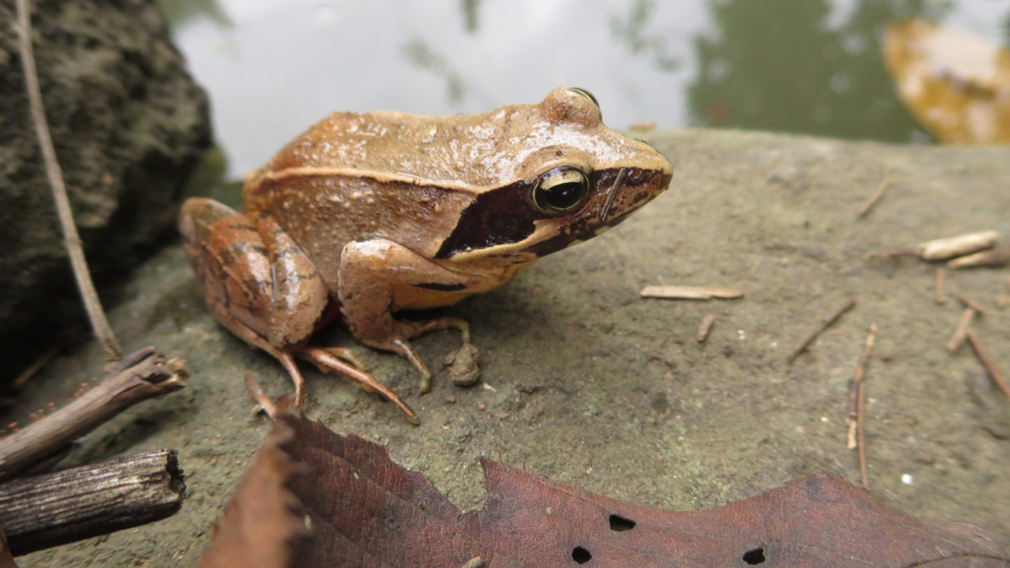 ヤマアカガエル・いろいろ撮影できる学校スタジオ・池・生息・生物・アトリエミカミのハウススタジオ