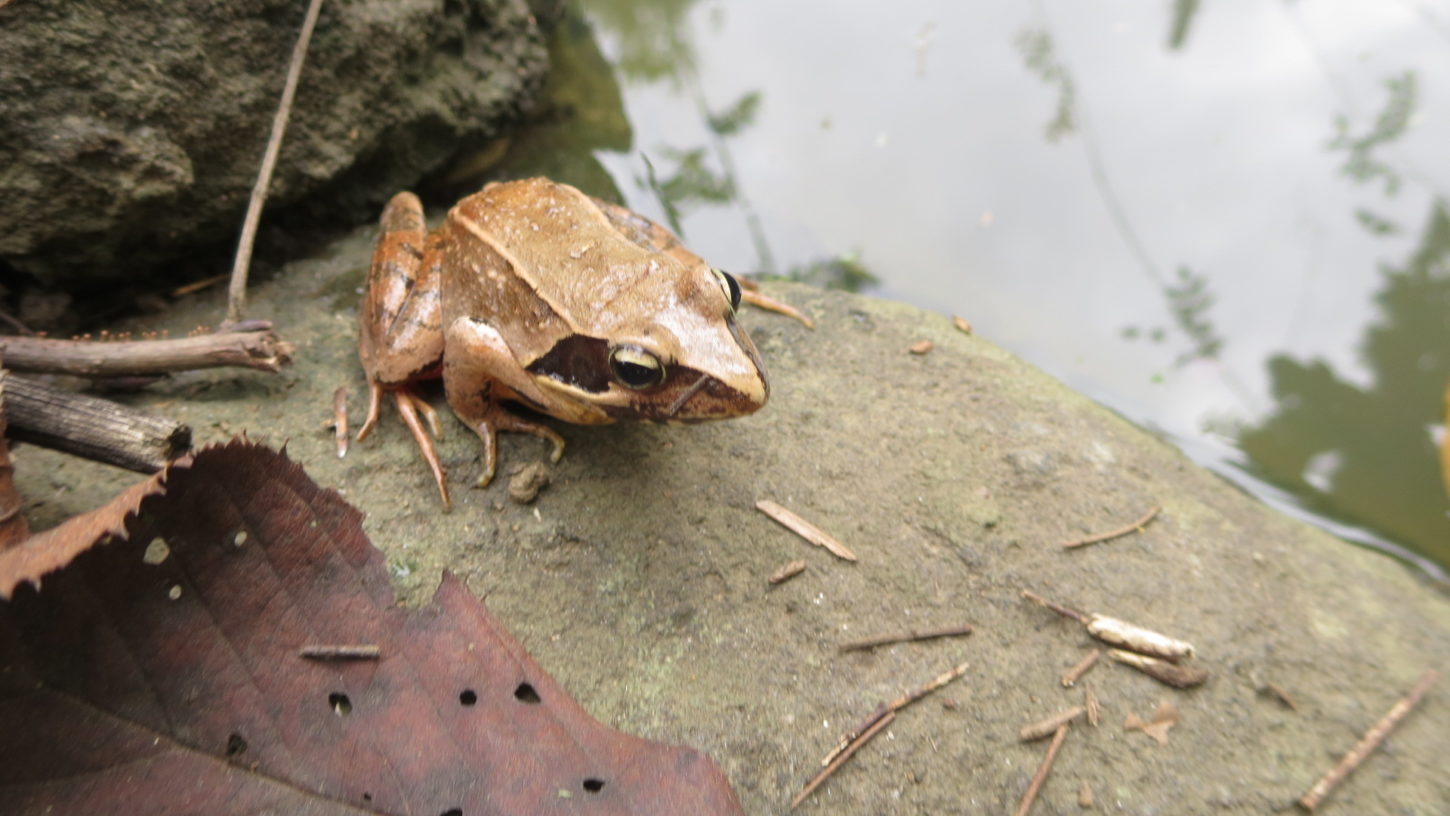 ヤマアカガエル・いろいろ撮影できる学校スタジオ・池・生息・生物・アトリエミカミのハウススタジオ