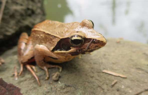 ヤマアカガエル・いろいろ撮影できる学校スタジオ・池・生息・生物・アトリエミカミのハウススタジオ
