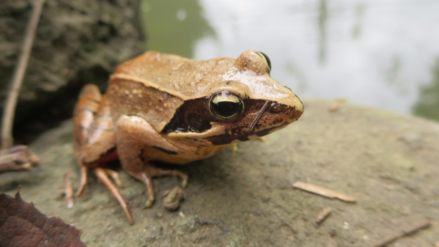ヤマアカガエル・いろいろ撮影できる学校スタジオ・池・生息・生物・アトリエミカミのハウススタジオ