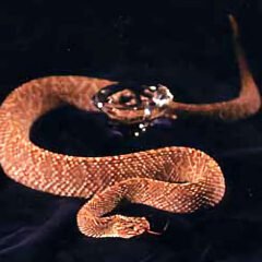 ガラガラヘビ・撮影・動物プロ