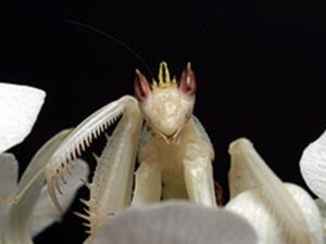 ハナカマキリ・撮影・動物プロの仕事・