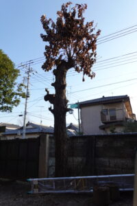 登録有形文化財橋本旅館スタジオ・柏の木・脚立。はしご4メートル20センチ購入・伐採予定