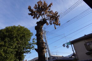 登録有形文化財橋本旅館スタジオ・柏の木・脚立。はしご4メートル20センチ購入・伐採