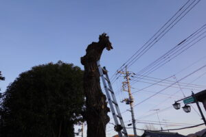 登録有形文化財橋本旅館スタジオ・柏の木・脚立。はしご4メートル20センチ購入・伐採