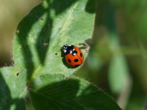 テントウムシ・撮影用生き物調達・アトリエミカミ