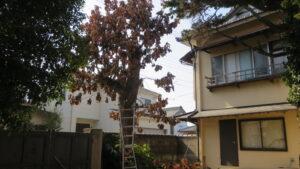 登録有形文化財橋本旅館スタジオ・庭の枝切‣木の伐採・